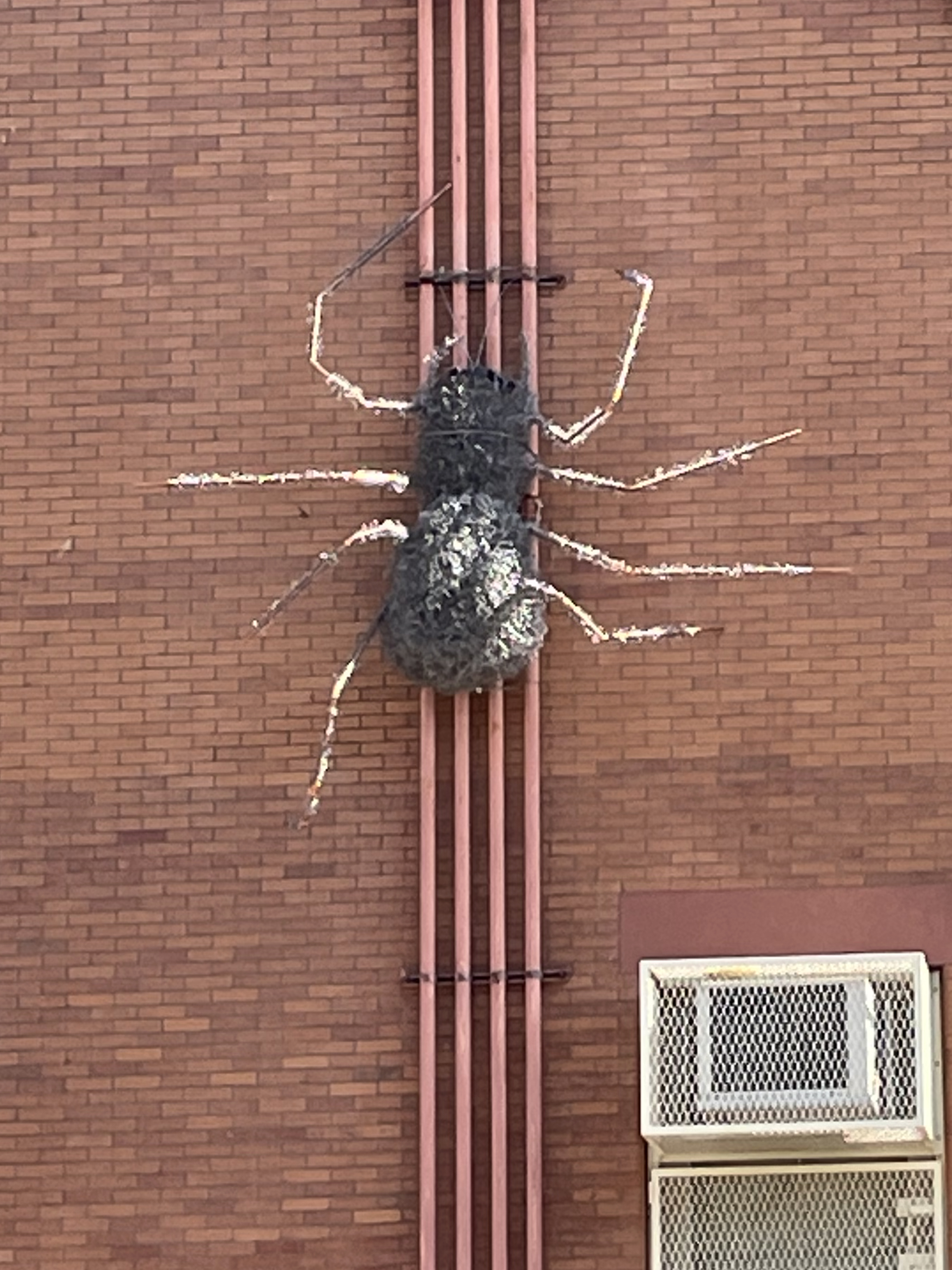 Spider